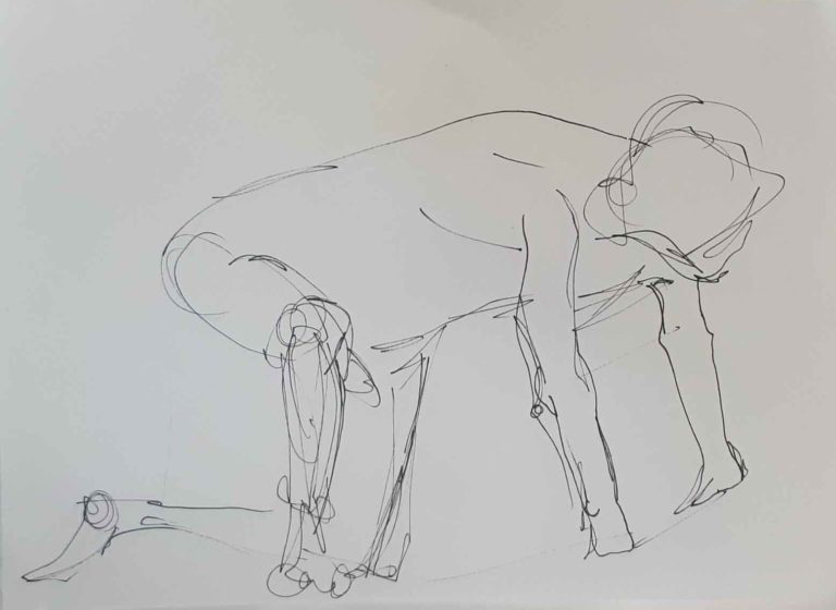 Bareback Museum Drawing Collection